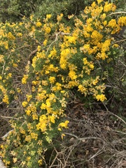 Aspalathus excelsa