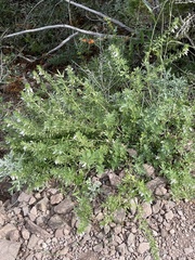 Teucrium laciniatum