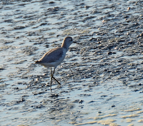 Archibebe fino (Tringa stagnatilis)