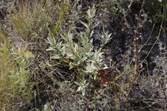 Grubbia tomentosa