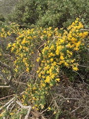 Aspalathus excelsa