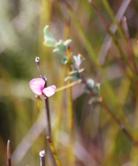 Indigofera sarmentosa