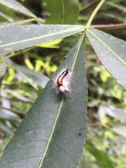 Platylophus trifoliatus