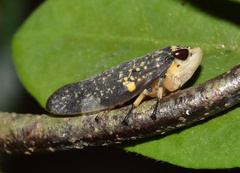 Ptyelus grossus