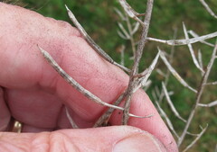 Barbarea vulgaris