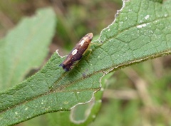Diedrocephala variegata