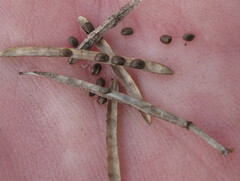 Barbarea vulgaris