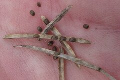 Barbarea vulgaris