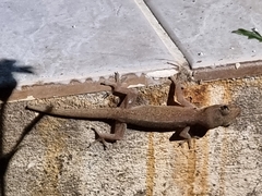 Hemidactylus frenatus