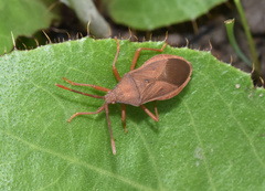 Ptyctus punctatus