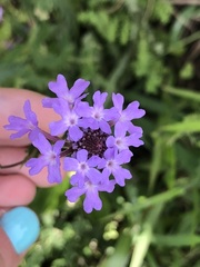 Verbena rigida