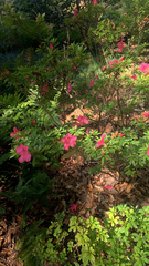 Rhododendron indicum