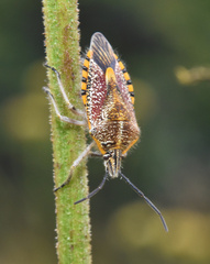 Agonoscelis versicoloratus