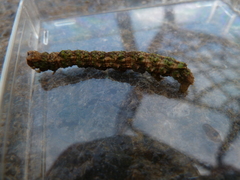 Odontopera bidentata