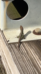 Anolis carolinensis