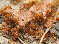 Pheidole tysoni