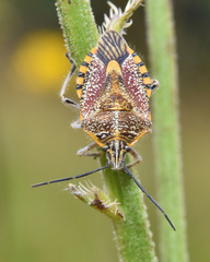 Agonoscelis versicoloratus