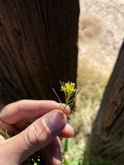 Sisymbrium orientale