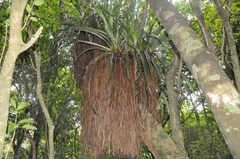 Astelia hastata