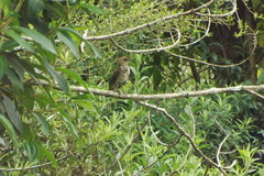 Turdus amaurochalinus