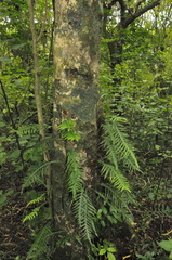 Microsorum scandens