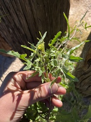 Sisymbrium orientale