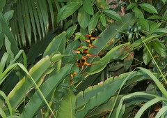 Heliconia latispatha