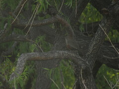Rhinocrypta lanceolata