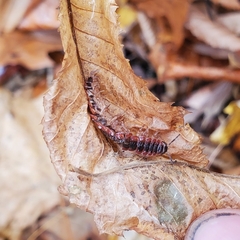 Pseudopolydesmus canadensis
