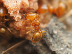 Pheidole tysoni