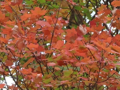 Acer opalus