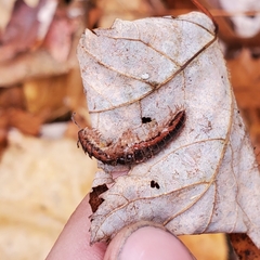 Pseudopolydesmus canadensis