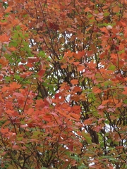 Acer opalus