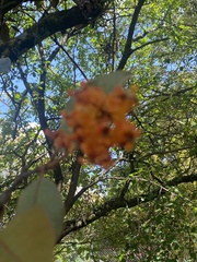 Byrsonima crassifolia