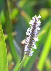 Pontederia cordata