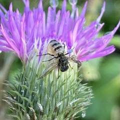 Entomophthora