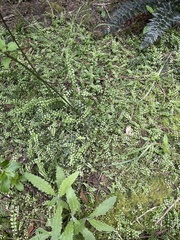 Asplenium flabellifolium