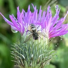 Entomophthora