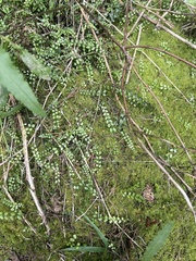 Asplenium flabellifolium