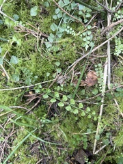Asplenium flabellifolium