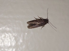 Tineidae