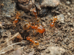 Pheidole tysoni