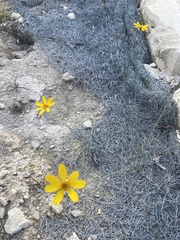 Thelesperma simplicifolium