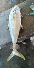 Gnathanodon speciosus