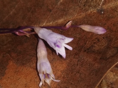Apteria aphylla