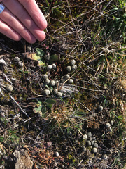 Oryctolagus cuniculus cuniculus