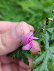 Malva moschata