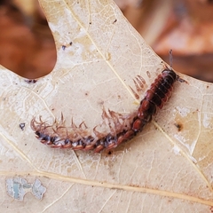 Pseudopolydesmus canadensis