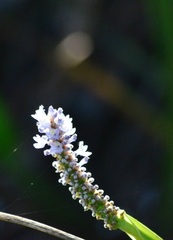 Pontederia cordata