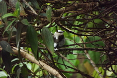 Fluvicola nengeta